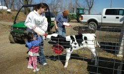 The Pear Tree: A Legacy of Love on Our Family Homestead